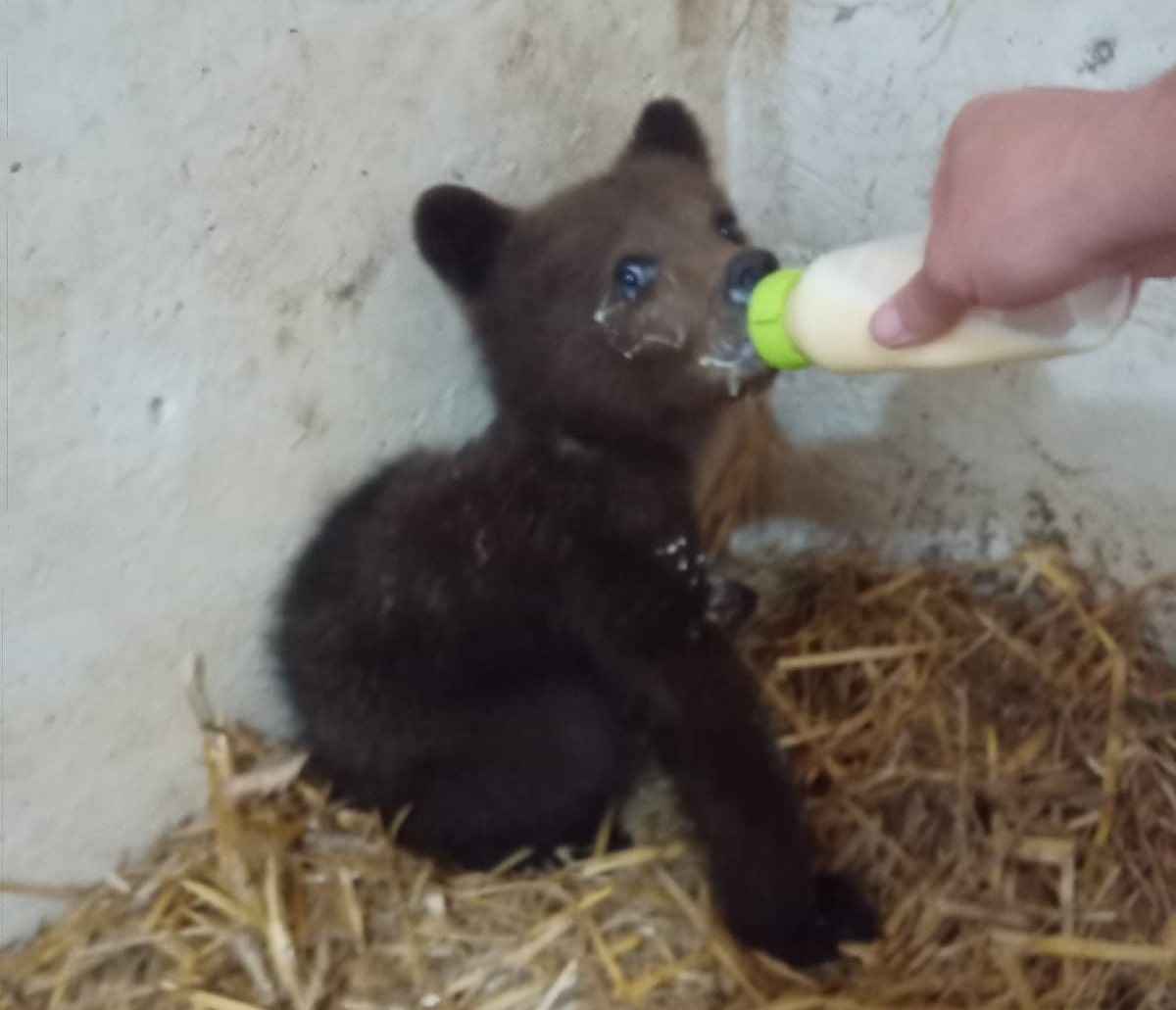 Rescued bear cub