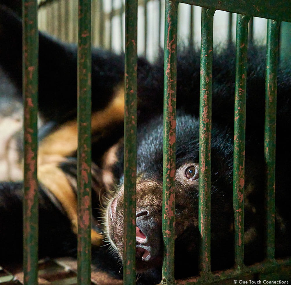 Na the bear, captive in a bile cage
