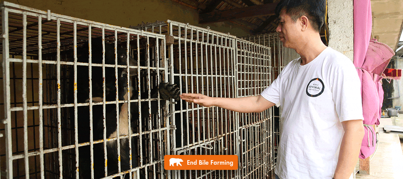 World Animal Protection staff member, Phuong, looking at bear in cage