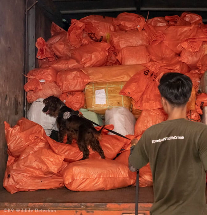 Wildlife detection dog in a container, Indonesia