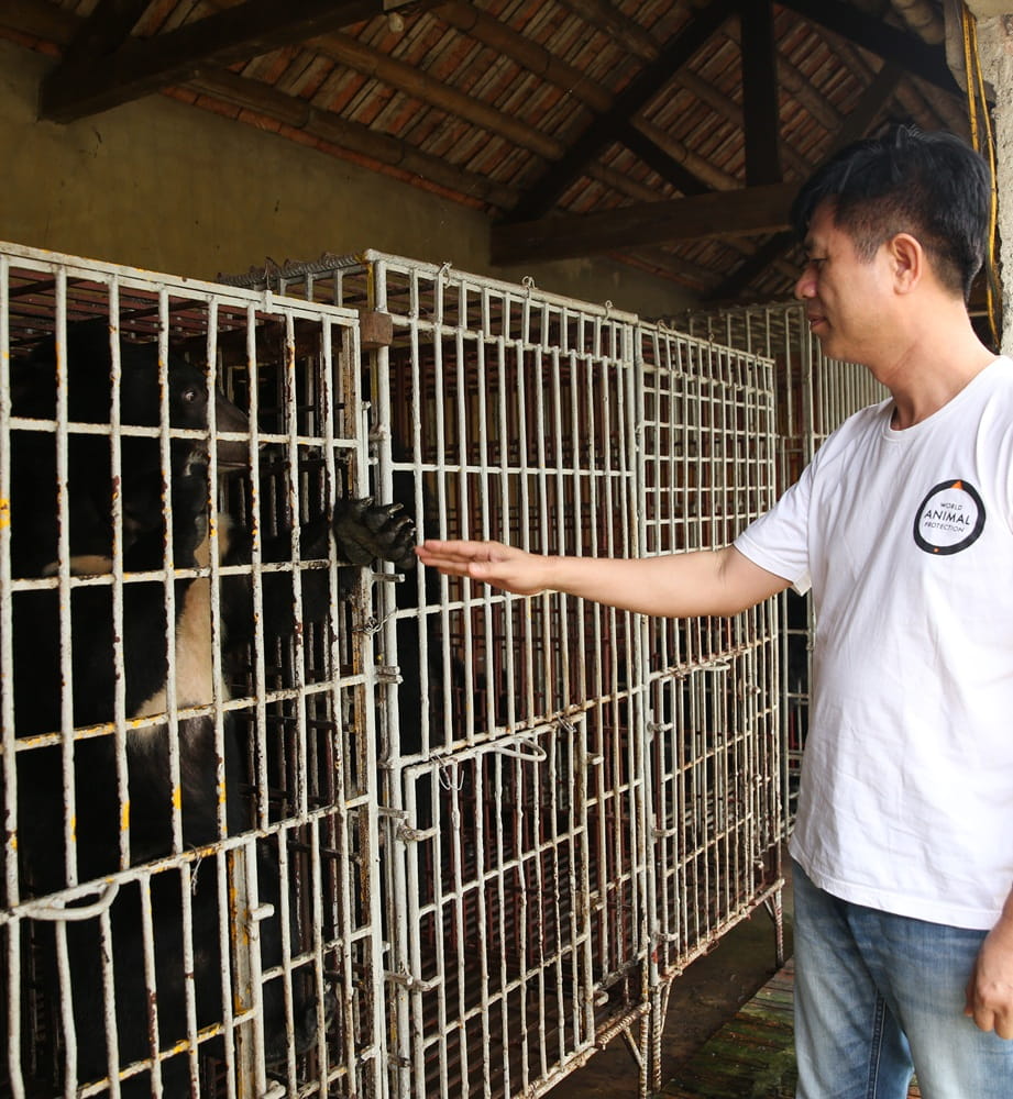 Cam the bear rescued with a World Animal Protection team member