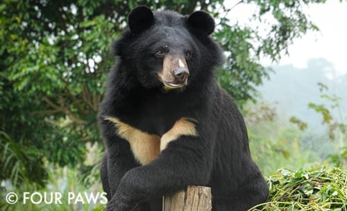 Cam the bear rescued at the FOUR PAWS sanctuary