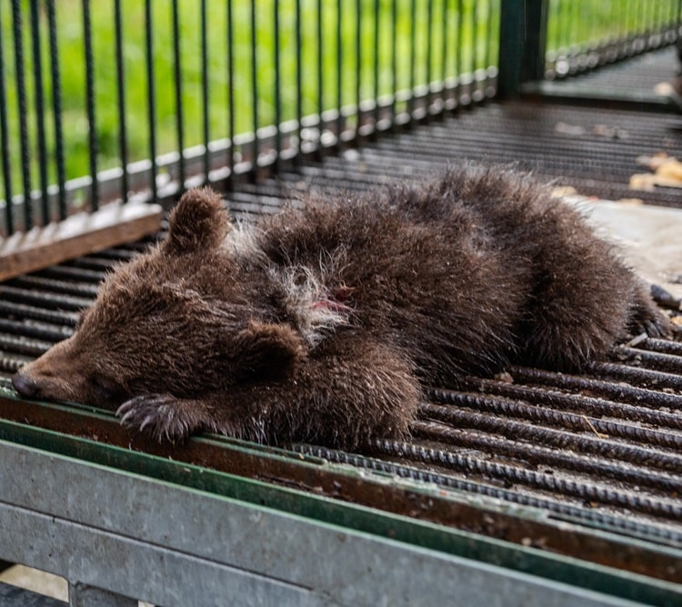 Another bear cub arrives at Libearty