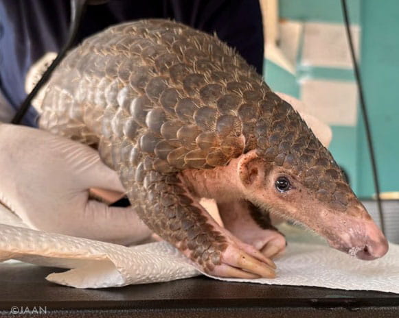 Pangolin monitored by a vet